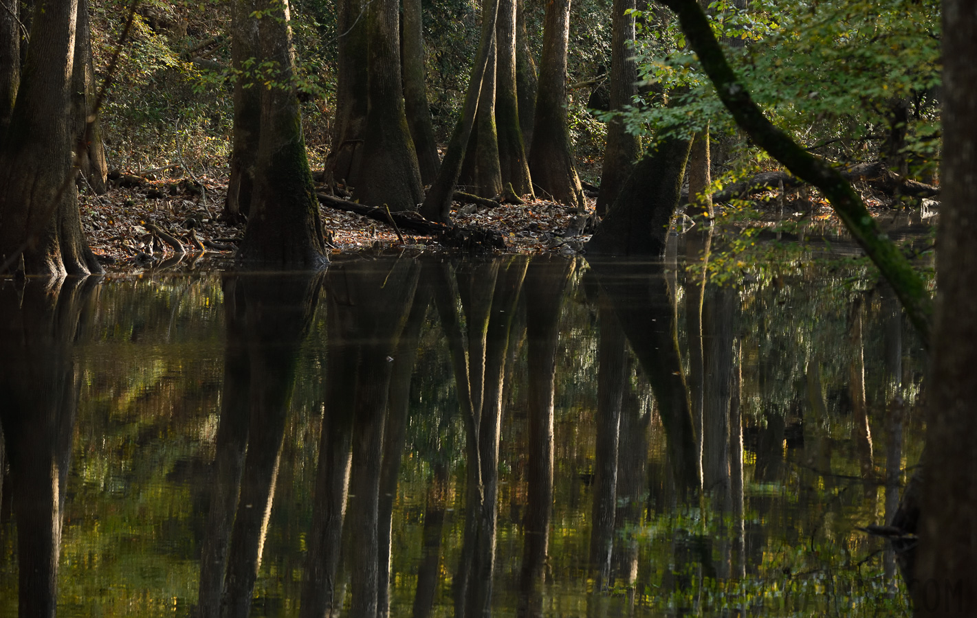 South Carolina [200 mm, 1/125 sec at f / 7.1, ISO 1600]